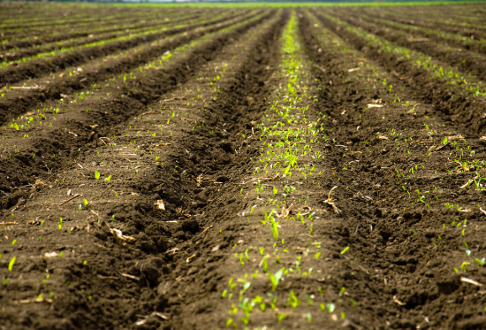 國(guó)務院推進農(nóng)業(yè)規模經營 引導農(nóng)戶有(yǒu)序流轉承包地(dì)