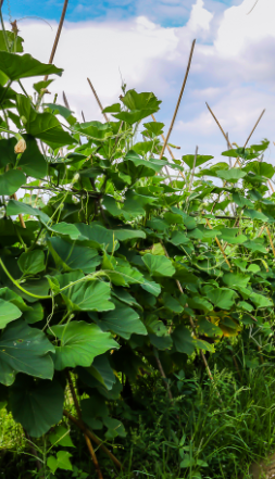 池州翠微(wēi)平菜園