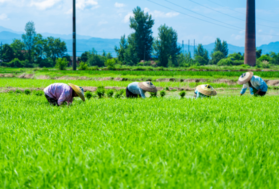 我國(guó)農(nóng)業(yè)轉方式調結構邁出堅實步伐