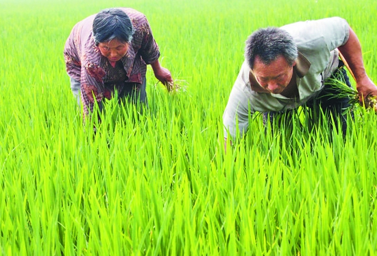 除草(cǎo)劑抗性與轉基因作(zuò)物(wù)：農(nóng)達草(cǎo)甘膦生(shēng)态鏈隐憂