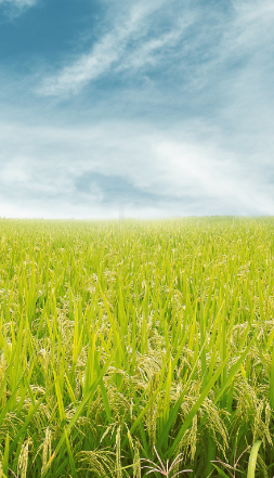 甯波奉化(huà)區(qū)